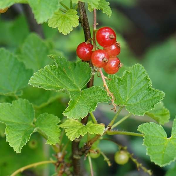 Close-up of a branch with clusters of Ribes Jonkheer Van Tets - Redcurrant, highlighting its vibrant hues, accompanied by lush green leaves.