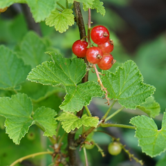 Ribes Jonkheer Van Tets - Redcurrant