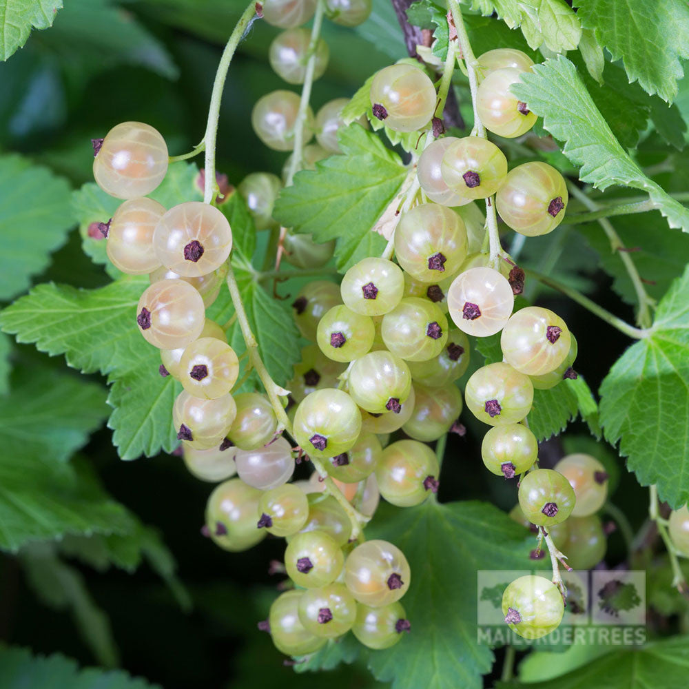 Ribes White Pearl - Whitecurrant | Mail Order Trees