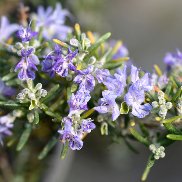 Rosmarinus officinalis 'Prostratus'