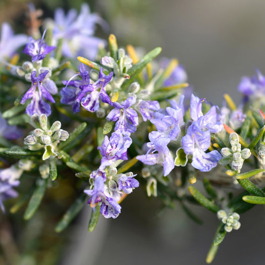 Rosmarinus officinalis 'Prostratus'
