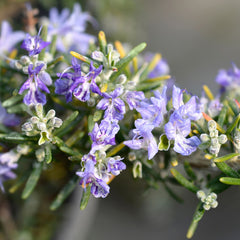Rosmarinus officinalis 'Prostratus'