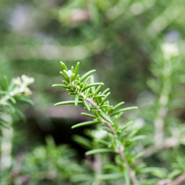 Rosmarinus officinalis 'Prostratus'