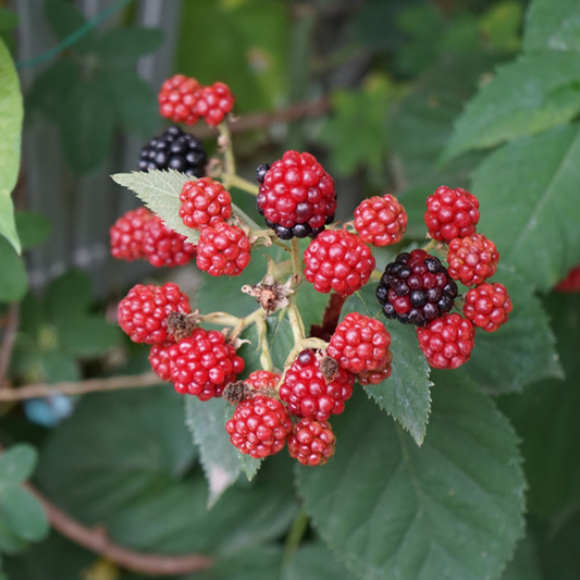 Rubus Black Satin - Blackberry Black Satin