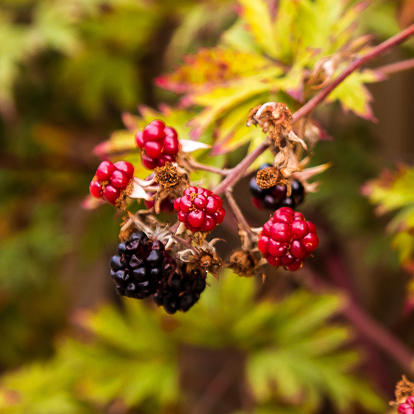 Rubus Thornless Evergreen - Blackberry Evergreen