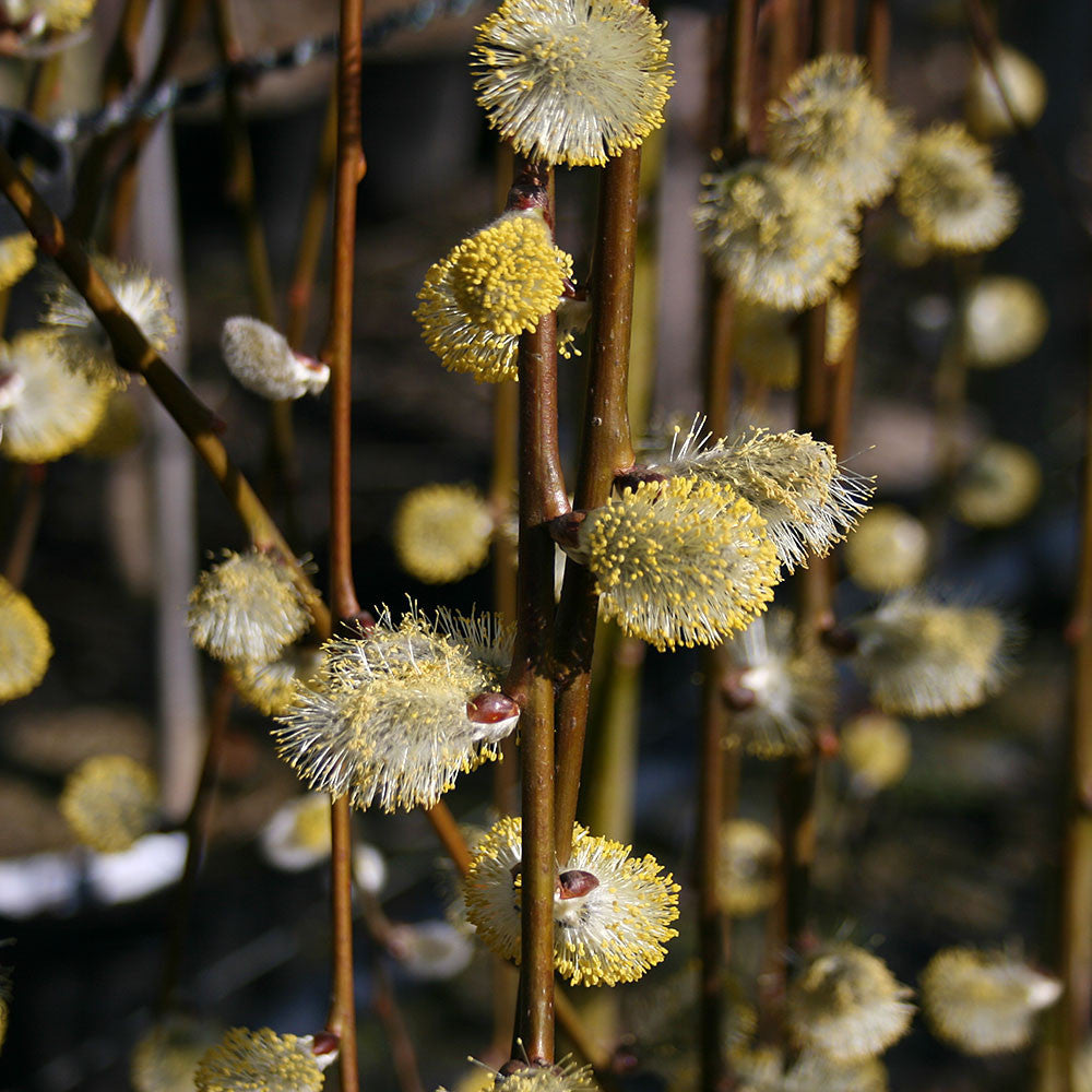 A detailed view of the Salix Pendula - Dwarf Kilmarnock Willow Tree displays its golden male catkins flourishing in sunlight, making it an ideal choice for enhancing a small garden.