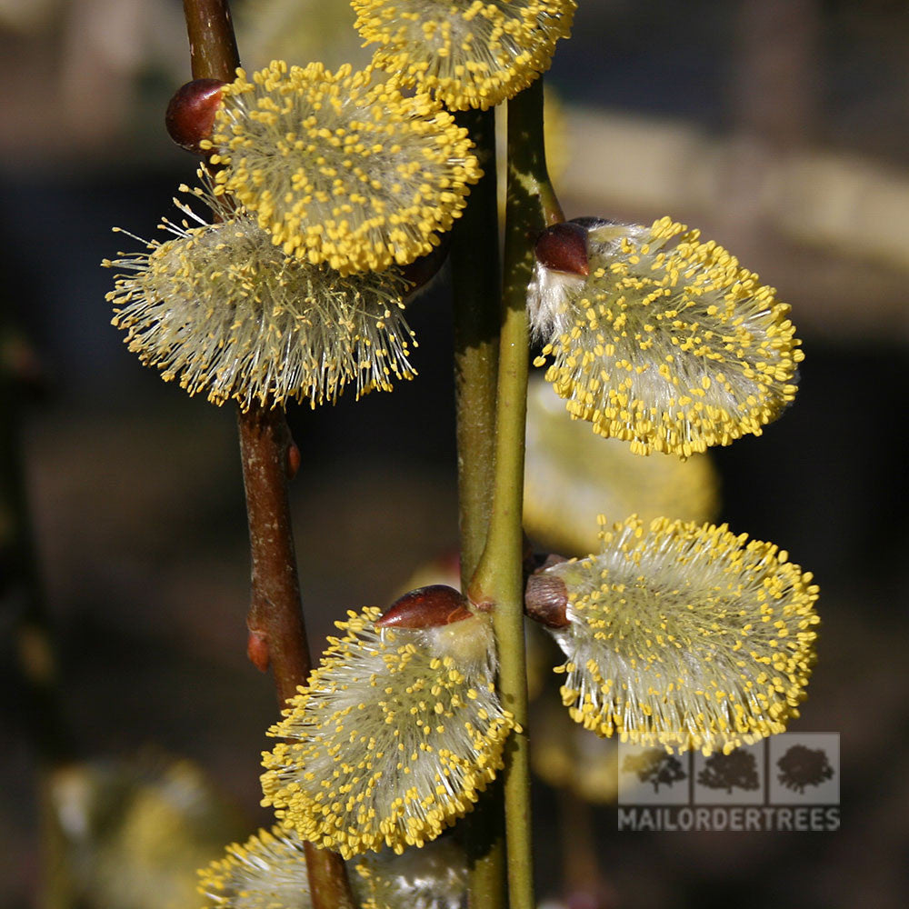 A close-up of golden male catkins on a Salix Pendula - Dwarf Kilmarnock Willow Tree branch against a blurred background, ideal for bringing charm to your small garden.