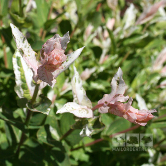 Salix integra Hakuro Nishiki - Flamingo Tree