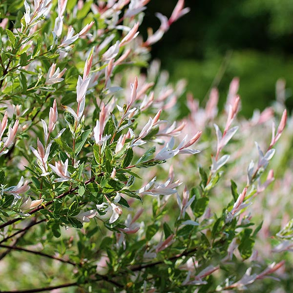 The Salix integra 'Hakuro Nishiki', commonly known as the Flamingo Tree, displays its variegated foliage with green leaves and white tips tinged with pink against a blurred green background.
