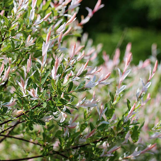 Salix integra Hakuro Nishiki - Flamingo Tree
