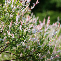 Salix integra Hakuro Nishiki - Flamingo Tree