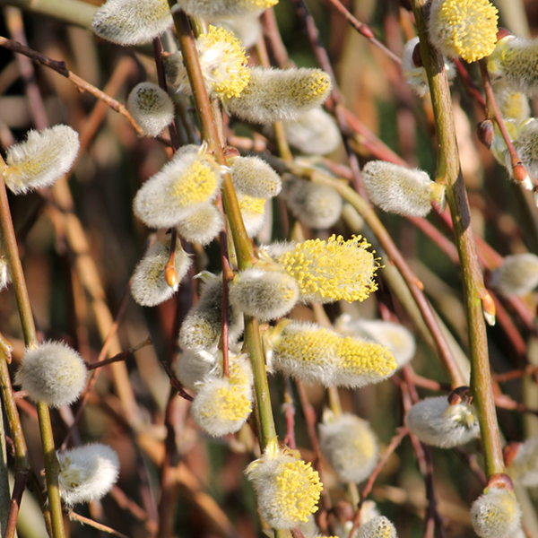 Salix Pendula - Dwarf Kilmarnock Willow Tree