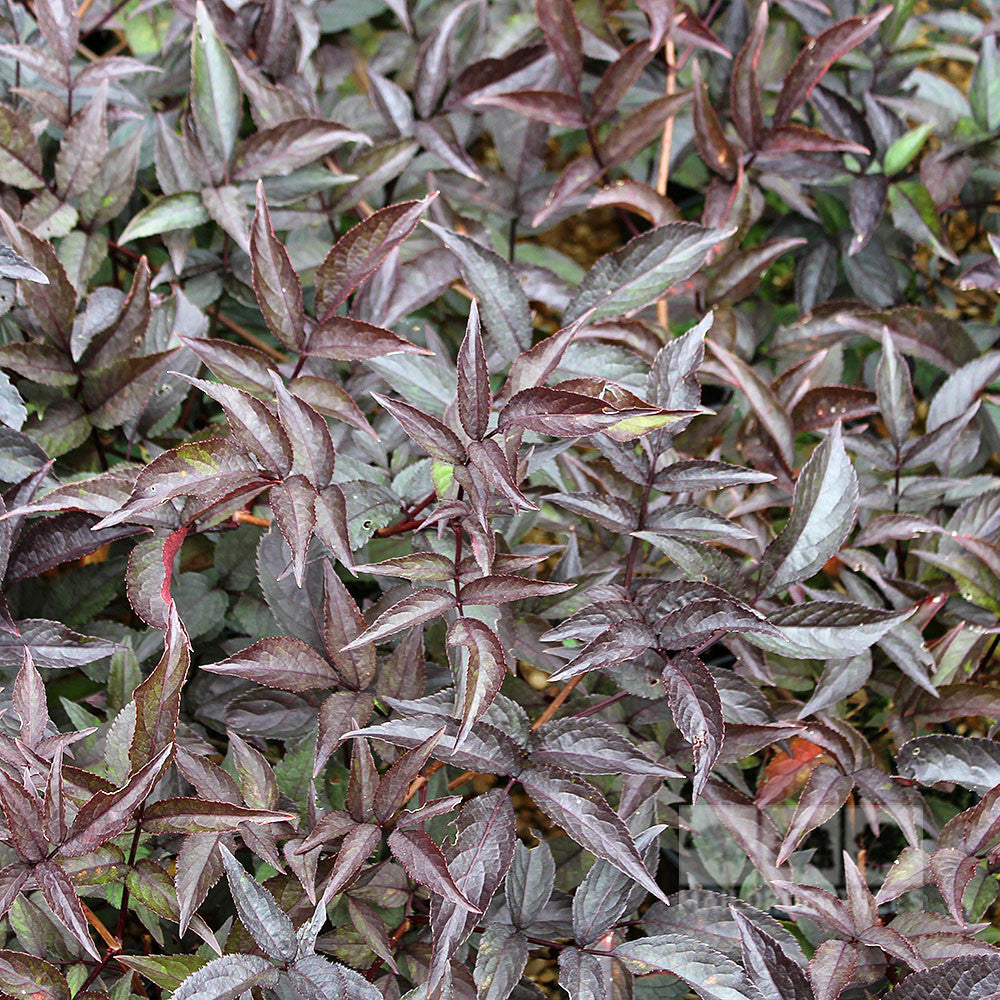 The Sambucus Black Beauty - Purple Elder creates a dense covering of dark purple leaves with pointed tips, resembling a sea of black foliage on the ground.
