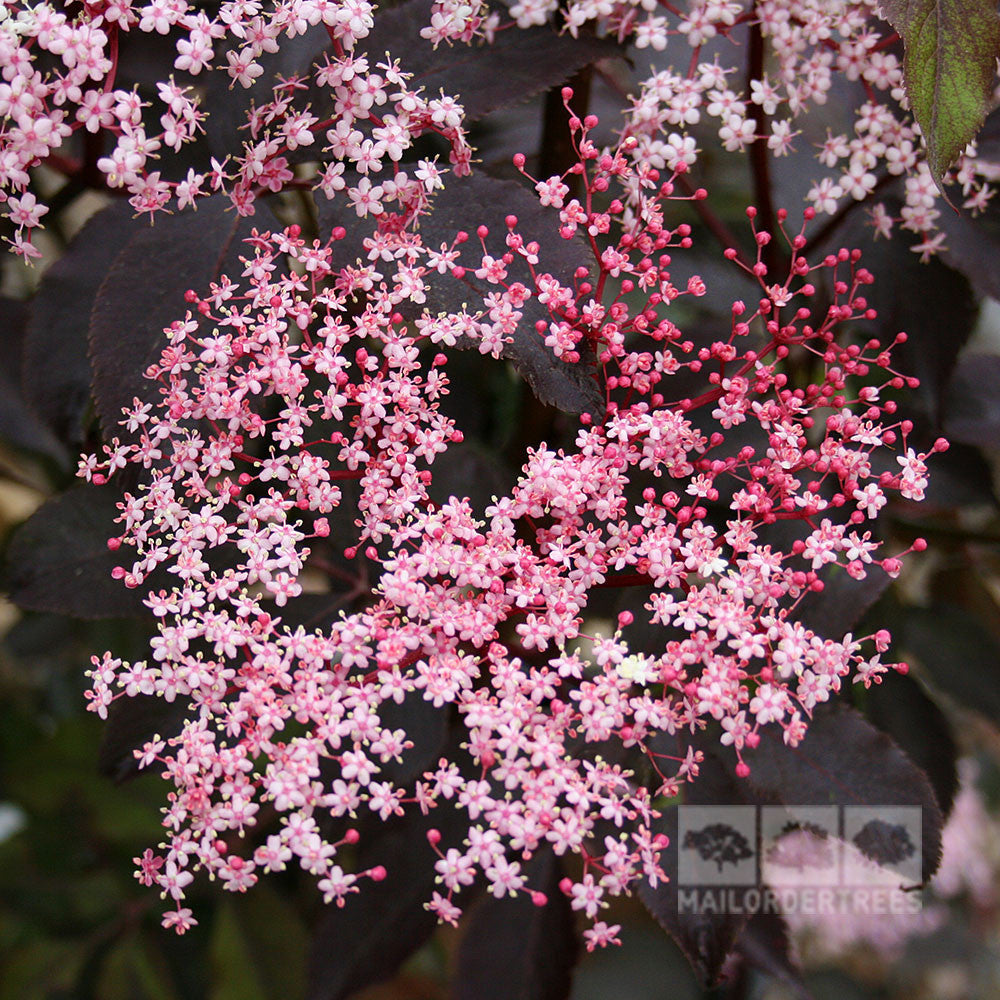 Close-up of Sambucus Black Beauty - Purple Elders pink elderflower blossoms against dark, black foliage.