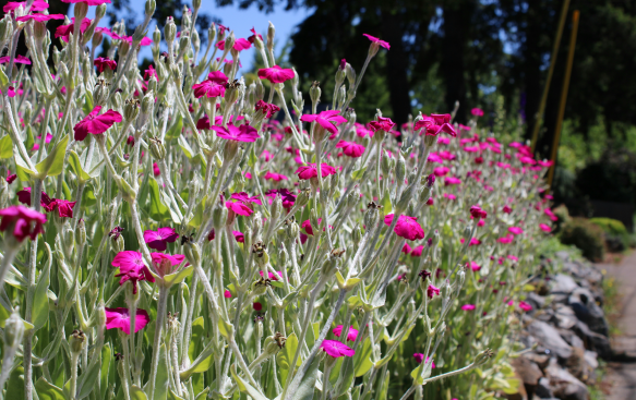 Thrives in Varied Conditions with Minimal Care.