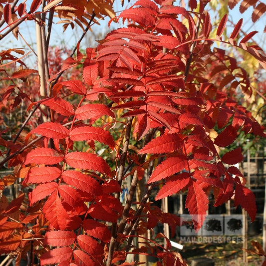 Sorbus Apricot Queen - Apricot Queen Rowan Tree