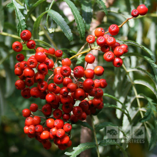 Sorbus Chinese Lace - Mountain Ash Tree