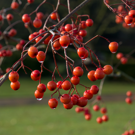 🎁 Sorbus Eastern Promise - Mountain Ash Tree - Mix and Match (100% off)