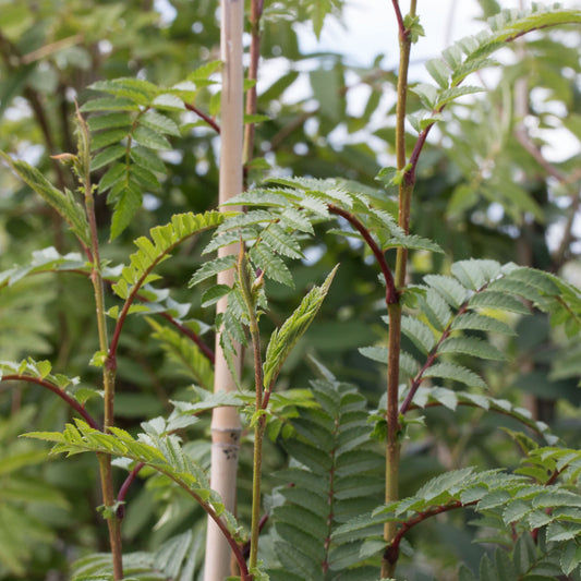 Sorbus Glen Spire - Mountain Ash Tree