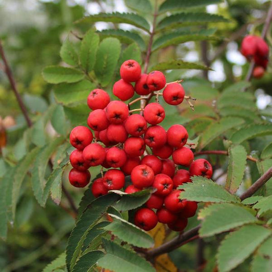 Sorbus Sheerwater Seedling - Mountain Ash Tree