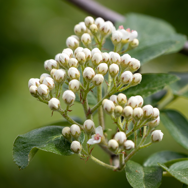 Sorbus Cashmeriana winter berries