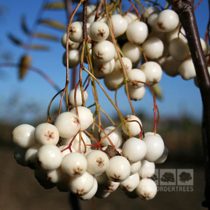 Sorbus cashmiriana berries - close up