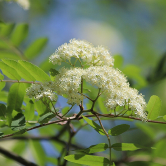 Sorbus commixta - Mountain Ash Tree