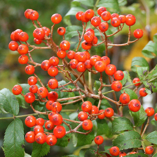 Sorbus commixta - Mountain Ash Tree