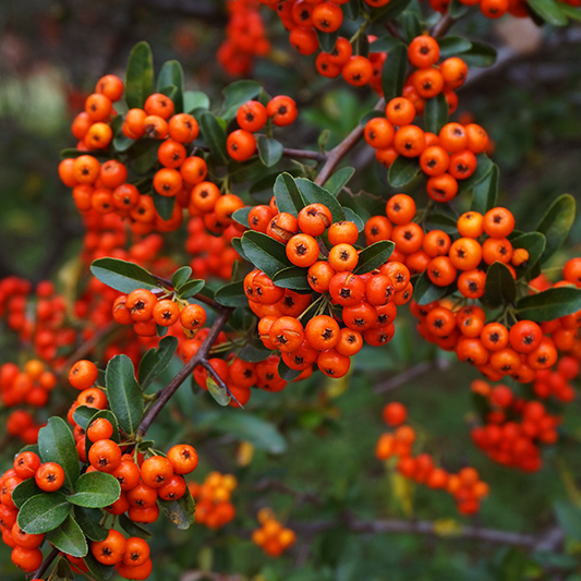 Sorbus commixta - Mountain Ash Tree