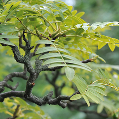 Sorbus discolor - Mountain Ash Tree - Mix and Match