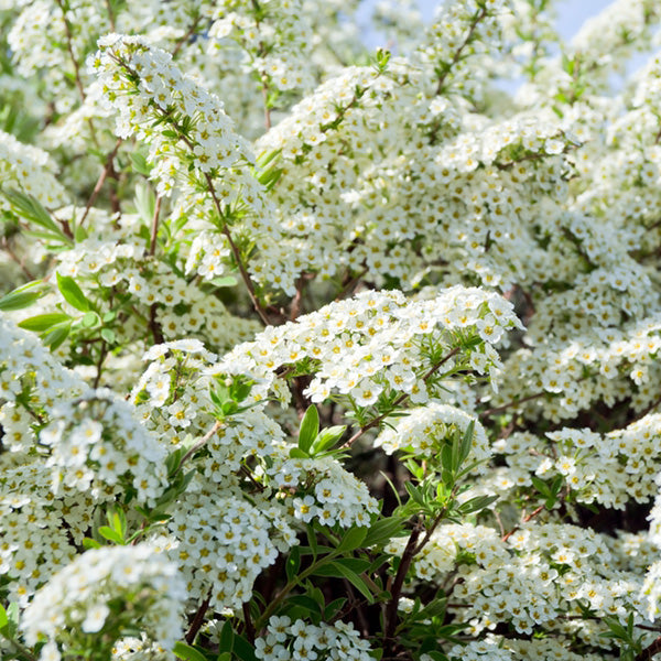 Spiraea 'Arguta'