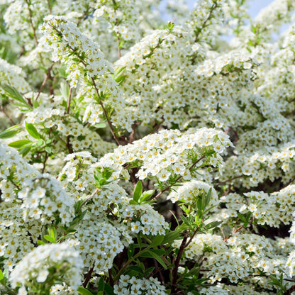 Spiraea 'Arguta'