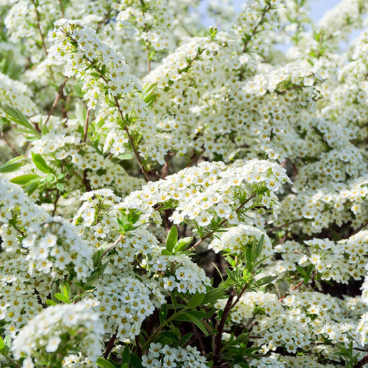 Spiraea 'Arguta'