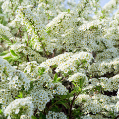 Spiraea 'Arguta'