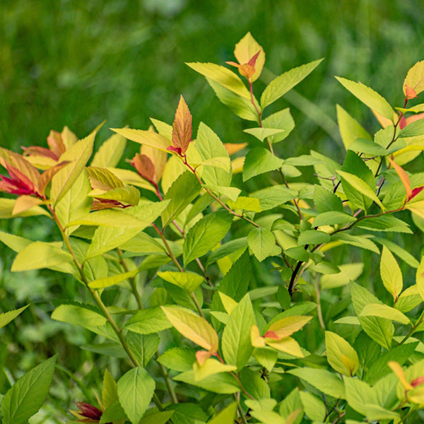 Spiraea japonica 'Goldflame'