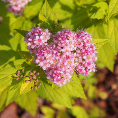 Spiraea japonica 'Goldmound'