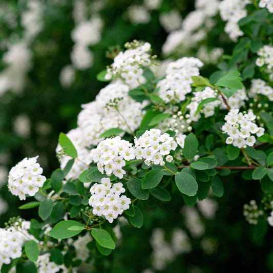 Spiraea 'Snowmound'