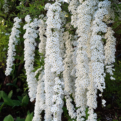 Spiraea 'Arguta'