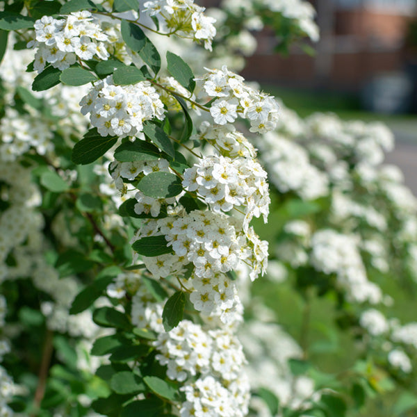 Spiraea 'Snowmound'