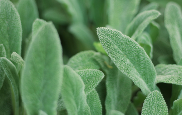 Stachys: A Soft and Textural Beauty with Unique Foliage.