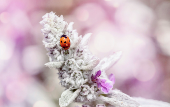 Pollinator-Friendly with a Seamless, Natural Appeal.