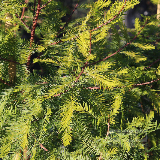 Taxodium distichum - Swamp Cypress