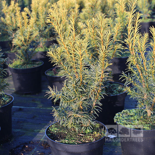 Taxus baccata Elegantissima - Yew