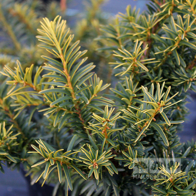 Taxus baccata Summergold