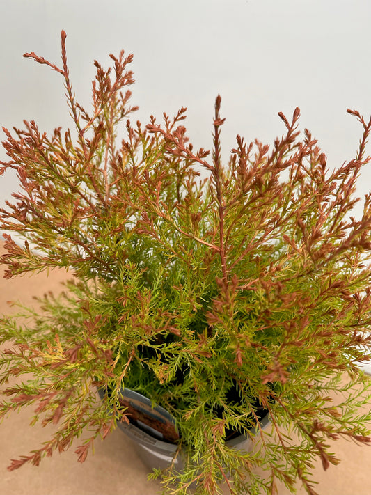 Thuja occidentalis Fire Chief