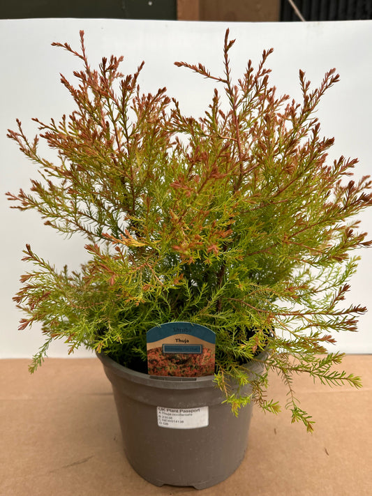 Thuja occidentalis Fire Chief