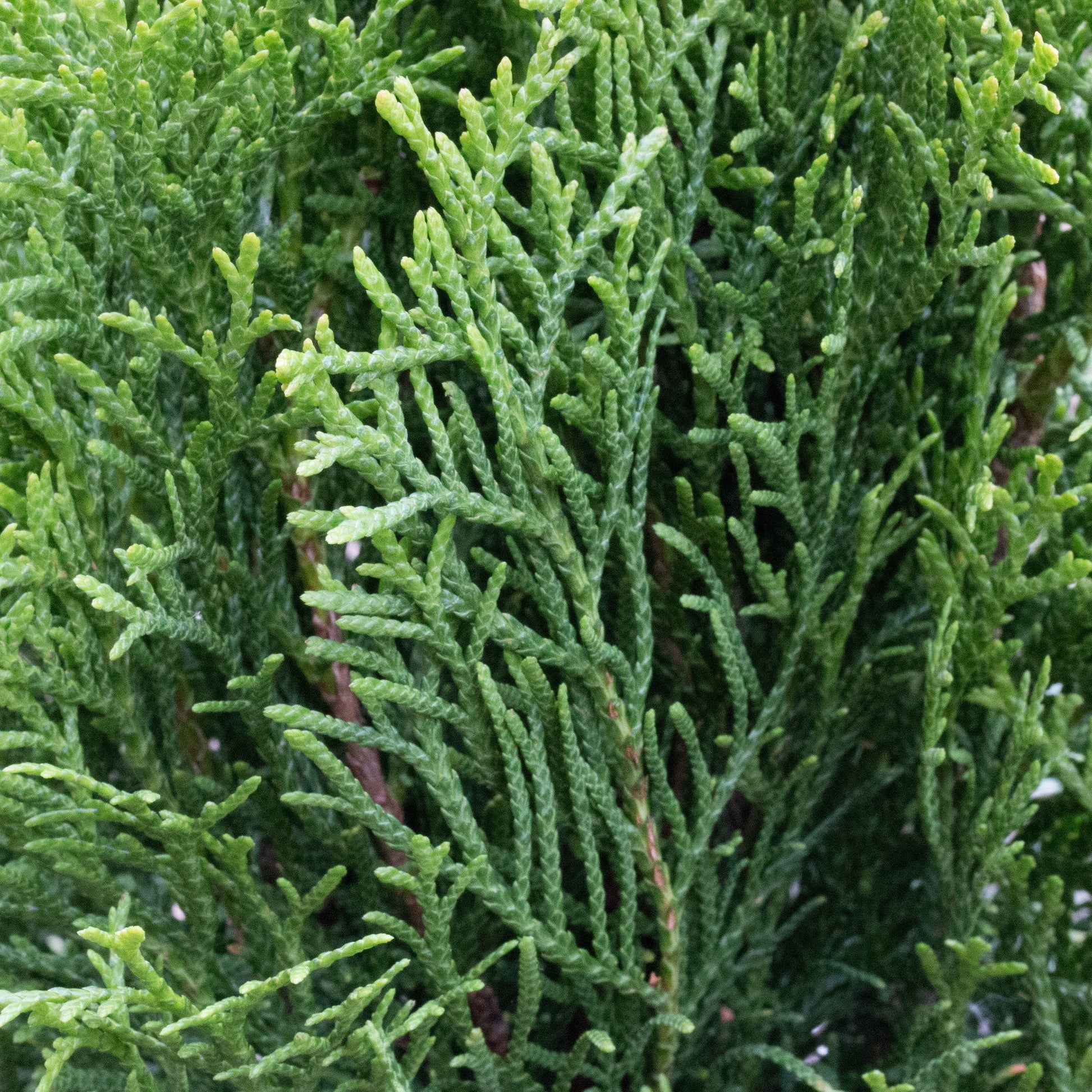 Close-up of dense, green conifer branches with fine needle-like leaves, showcasing the lush beauty of Thuja occidentalis Smaragd - Emerald Green Eastern Aborvitae.