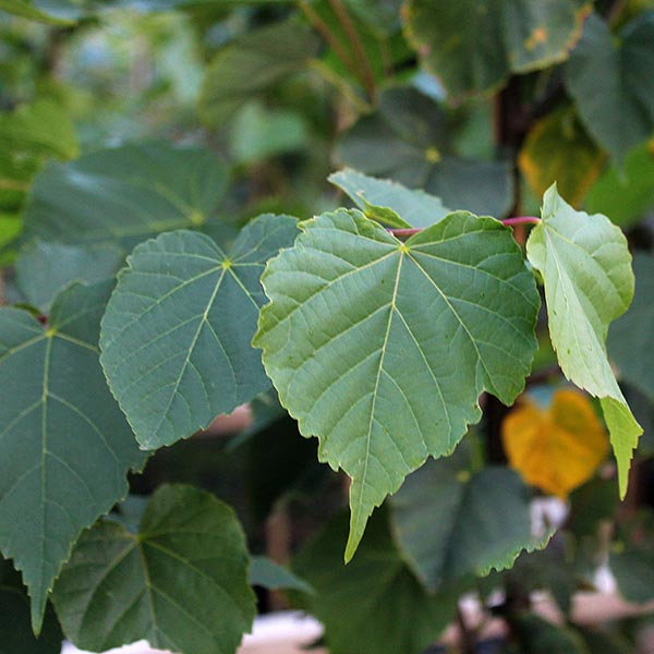 🎁 Tilia cordata - Small Leaved Lime Tree - Mix and Match (100% off)