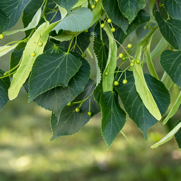 Tilia platyphyllos - Broad Leaved Lime Tree