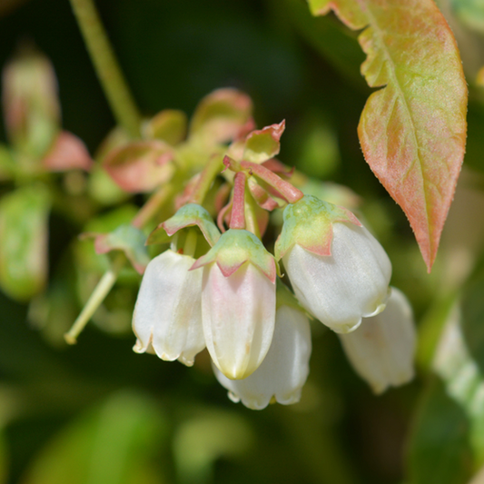 Vaccinium Goldtraube - Goldtraube Blueberry Plant